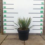 Juka (Yucca Rostrata) - výška 20-30 cm, Ø 20-30 cm, kont. C7L (-22°C)